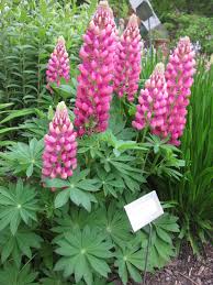 Lupines Thrive In Even The Poorest Soil And Come In A Variety Of Colors Heygardenplace Perennials Sun Flowers Garden Perennials Sun Perennials Poor Soil