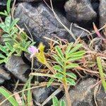Image result for Tephrosia pumila