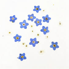Check spelling or type a new query. 100pcss Forget Me Not Flowers Dried Flower Pressed Flower Real Flower Manicure Diy Handmade Epoxy Jewelry Best Offer Dcf319 Goteborgsaventyrscenter