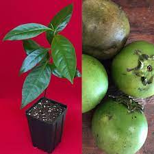 One of barry madsen's trees has ripe chocolate pudding fruit on it. Mini Garden Black Sapote Diospyros Nigra Chocolate Pudding Plant Tropic Fruit Tree 10 13 Buy Online In United Arab Emirates At Desertcart Ae Productid 78691539