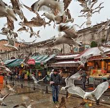 Eminonu Kanat Cirpiyor F Mstfsvn Istanbul Turkey Turkiye Eminonu Daily Life Istanlook Istanbul Resimler Sokak