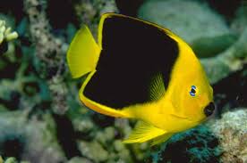 Black And Yellow Fish Saltwater Yellow And Black Fish Wallpaper Free Wallpapers Beautiful Fish Tropical Fish Saltwater Fish Tanks