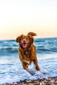 Dog names starting with the letter b are popular for a reason: 75 Best And Brilliant Dog Names That Start With B Ideas For Names