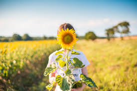 See more ideas about sunflower field photography, sunflower fields, fields photography. Little Girl With Sunflower In A Sunflower Field Free Stock Photo Picjumbo