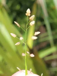 Image result for Eragrostis nindensis