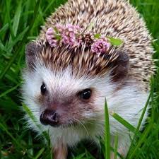 With a great toothbrush holder & soap dispenser, our bath sets are a oh, baby! Here S An Adorable Hedgehog Taking A Bath Because The World Can Still Be Pure And Good