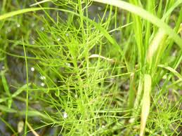 Image result for Rhamphicarpa