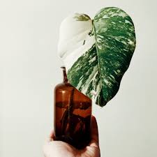 Monstera albos are very easy plants to take care of. Monstera Houseplant Guide Practical Tips To Care For Your Indoor Monstera Plant