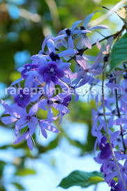 Image result for Petrea volubilis