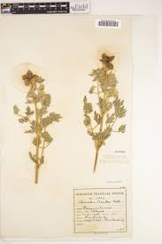 Image result for Clematis villosa