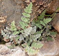 Image result for Cheilanthes schimperi
