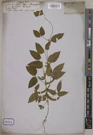 Image result for Macrotyloma uniflorum