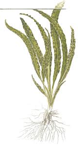 In its native land, the plant is usually found growing along streams and rivers. Cryptocoryne Crispatula