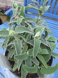 Image result for Phlomis fruticosa