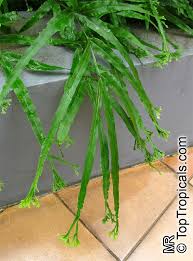 Image result for Pteris cretica