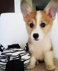 Being one of the smallest breeds in the herding group, it has attained immense popularity because of its connection with queen elizabeth ii, who possessed a special liking for them. Pembroke Welsh Corgi Puppies For Sale Best Prices Online