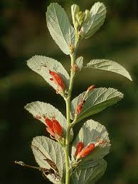 Image result for Helicteres