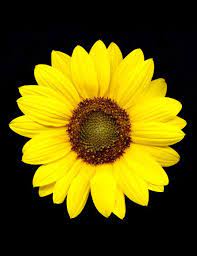 Perfect Sunflower Head Julian Chandler Photography Wonderful Flowers Sunflower Head Beautiful Flowers