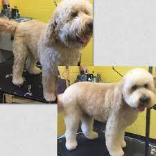 Hand Scissor Haircut On A Golden Doodle I Ve Been Grooming Him Sense He Was A Pup And Is So Sweet Remember Before You Ask Yo Goldendoodle Grooming Groomer