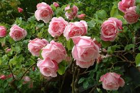 Qui puoi suggerire la tua soluzione e guadagnare punti. Le Incredibili Mutazioni Di Mutabilis Mondorose E Fiori