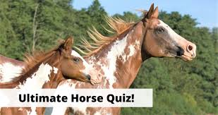 Challenge them to a trivia party! Horse Quiz 20 General Knowledge Trivia Questions About Horses