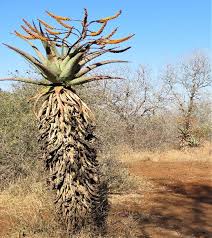 Image result for Geigeria burkei