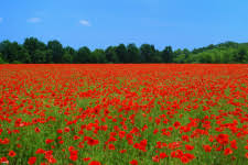 Therefore, do not thin the growing seedlings at any time and try your best to keep the root ball intact. Flanders Poppies How To Grow Better Pets And Gardens