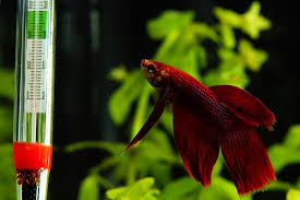 Temperatura Vody V Akvariume Dlya Somikov
