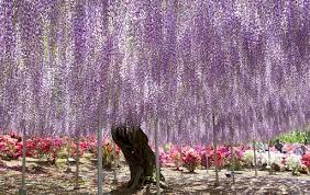 Wisteria Tree At Ashikaga Flower Park Wisteria Tree Beautiful Flowers Pictures Most Beautiful Flowers