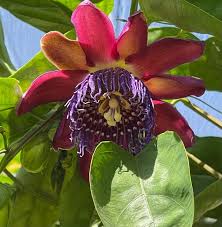 Image result for Passiflora quadrangularis