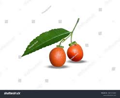 Image result for Drypetes