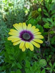 Only the annuals belong to dimorphotheca, the perennials are osteospermum. African Daisy Osteospermum Flower Types How To Grow And Care Florgeous