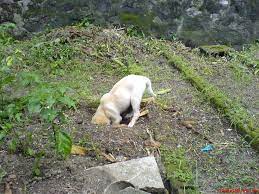 If your dog usually scratches the carpet when he is playing, then it could be a sign that he needs to play or do some exercise. Reasons Why Your Dog Digs And How To Stop It