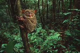 10 Biggest Rainforests In The World Greendiary Greendiary Let S Go Green And Save The Environment For A Unusual Animals Weird Animals Rainforest Animals
