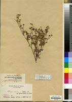 Image result for Chrysanthellum