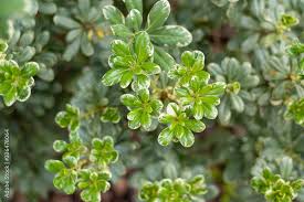 Variegated Pittosporum Also Known As Variegated Japanese Mock Orange Stock Photo Adobe Stock