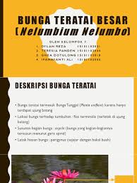 Check spelling or type a new query. Bunga Teratai