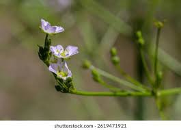 Image result for Alisma