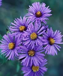 Image result for Aster
