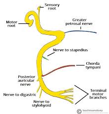 the facial nerve cn vii course functions teachmeanatomy