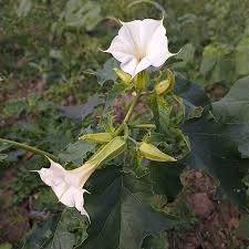 Image result for durman obecný plod