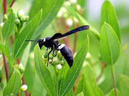Big Black Bug That Looks Like A Wasp The Female Black Wasp Is A Busy Bee Busy Bee Wasp Bee