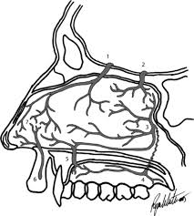 Image result for Epistaxis