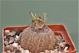 Image result for Pterodiscus elliottii