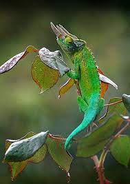 5 different types of chameleons reptilien chamaleon reptilien terrarium