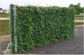 Murs Anti Bruit Quick Set Green Des Solutions Vertes Pour Embellir Votre Exterieur Paysage Sonore Exterieur Deco Exterieure
