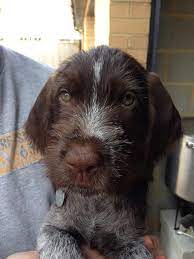 Check spelling or type a new query. 8 Week Old German Wire Haired Pointer Hunting Dogs German Wirehaired Pointer Dogs