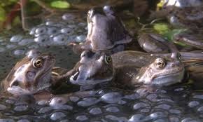 Maybe you would like to learn more about one of these? How To Make Your Garden Frog Friendly Wildlife The Guardian