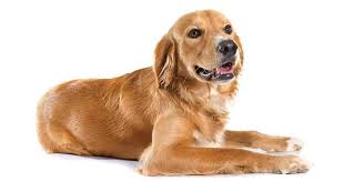 Golden Retriever Price Everything You Need To Know My Dog S Name