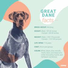 This eukanuba puppy dry dog food includes dha, a substance added through fish oil that is believed to help the dog's brain develop better. Great Dane Dog Breed Facts Temperament And Care Info